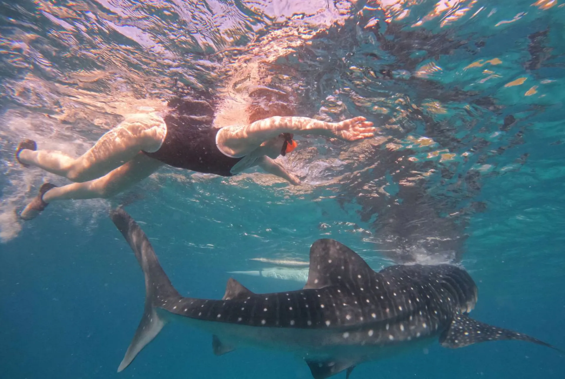 Удивительный остров Себу - китовые акулы и чудотворная Симала