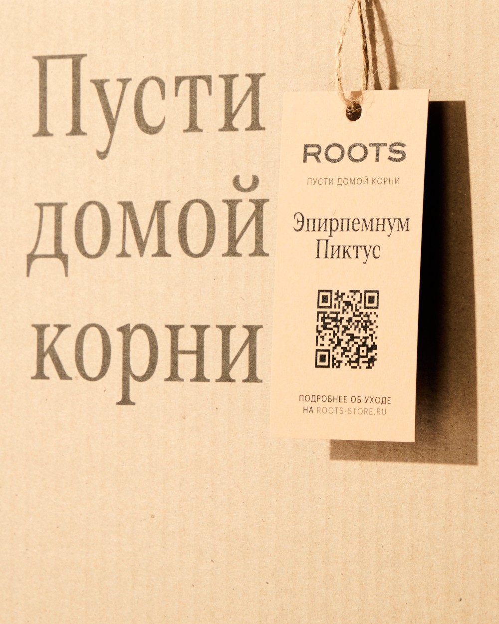 Эпипремнум Пиктус