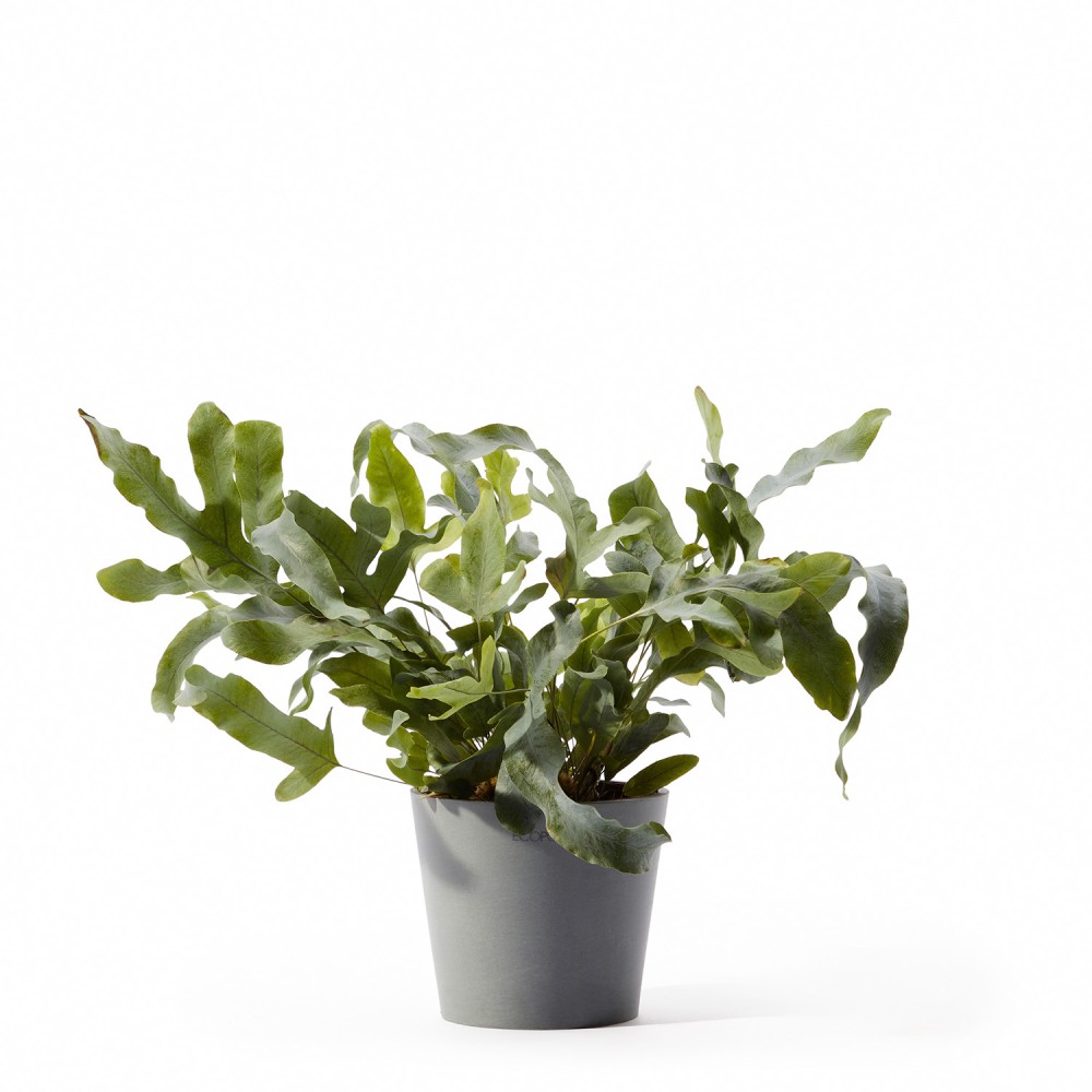 Кашпо Ecopots Амстердам Мини d13 серо-голубое Кашпо Ecopots Амстердам Мини d13 серо-голубое