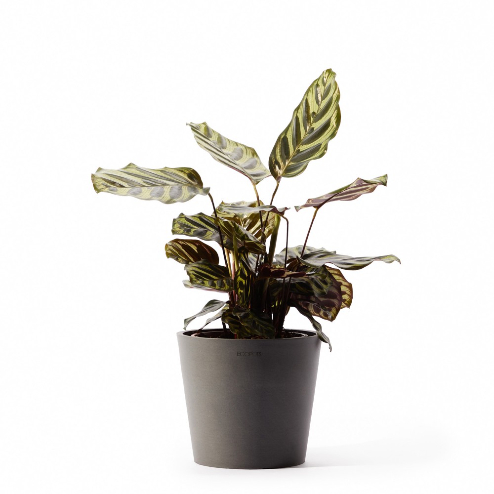 Кашпо Ecopots Амстердам Мини d17 серое  