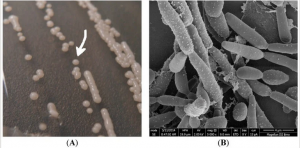 Candida parapsilosis - читайте бесплатно в онлайн энциклопедии «Знание ...