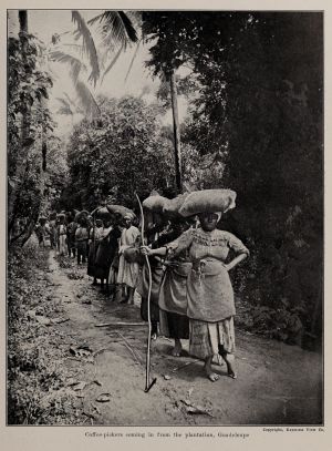 Coffee pickers coming in from the plantation, Guadeloupe, photo from The Encyclopedia of Food by Artemas Ward