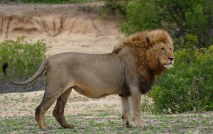 Как спариваются львы со львицами | ВИДЕО онлайн