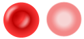 Erythrocyte.png