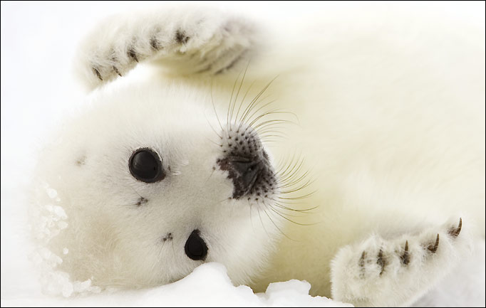 Файл:Harp seal pup.jpg