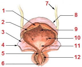 Illu bladder numbered.jpg