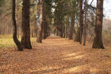 Акшуатский дендропарк в Барышском районе