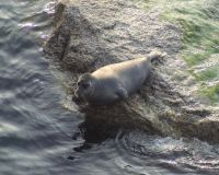 Байкальская нерпа - Pusa sibirica.jpg