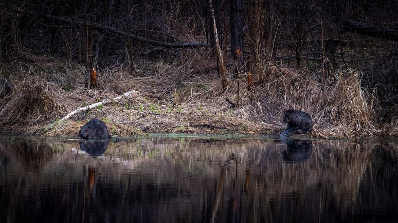 Бобры в лесу у пруда, Свердловская область (5 км. от города Асбест, 1 км. от пос. Красноармейский)