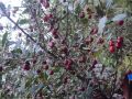 Вишня кислая, обыкновенная (лат. Prunus cerasus)