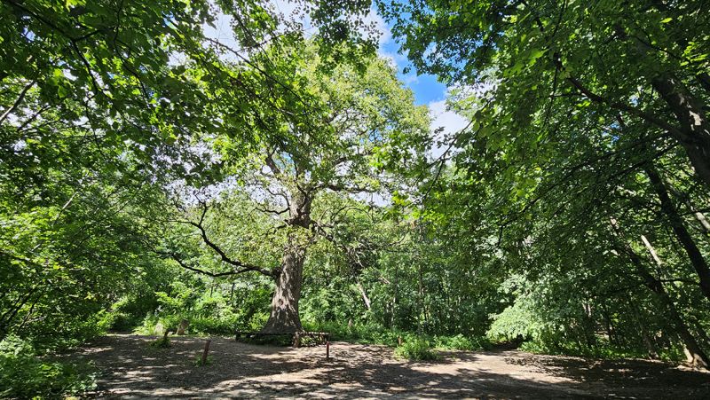 Файл:Дуб. 300 лет. Нагорная дубрава. Воронеж.jpg