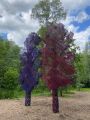 «Цветные деревья» Александра Константинова