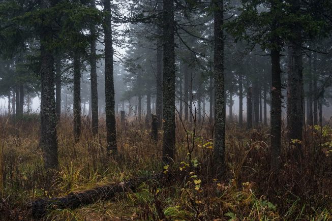 Лес возле Откликного гребня, Национальный парк Таганай, Челябинская область