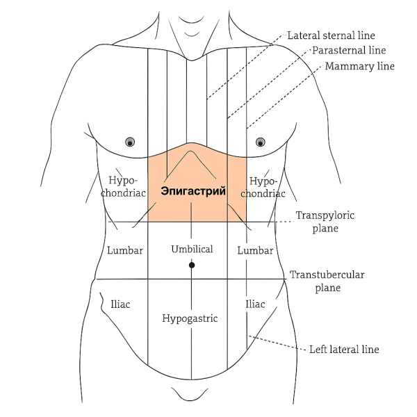 Файл:Эпигастрий.png