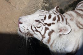 Белый тигр, Техасский парк (Лансароте)
