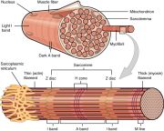 Строение мышечного волокна