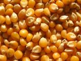 Зёрна кукурузы для попкорна, выращены в Венгрии, производитель УНО ФРЕСКО ТРАДЕКС.