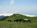 Лошади в горах Абхазии