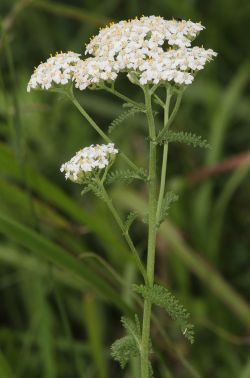 Achillea millefolium s1.jpg