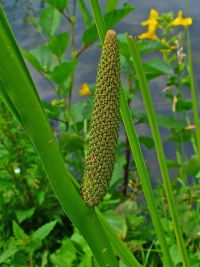 Acorus calamus 002.JPG