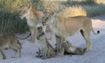 Львицы с подрастающими детёнышами, Кгалагади