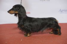 Стандартная длинношёрстная такса (чёрно-подпалый окрас)