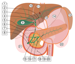 Расположение тонкой кишки относительно других органов