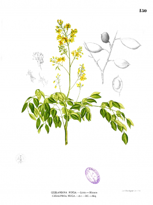 Caesalpinia crista Blanco1.150.png