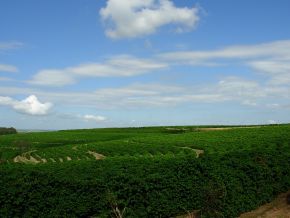 Cafezal na estrada - panoramio.jpg