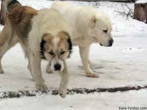 Среднеазиатская овчарка (кобель и самка)