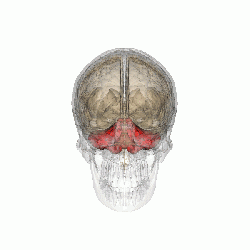 Модель мозга человека, красным выделен мозжечок