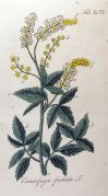 Клопогон вонючий (лат. Actaea cimicifuga) — многолетнее травянистое растение семейства Лютиковые.