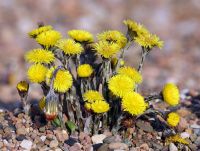 Coltsfoot.jpg