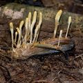 Кордицепс военный (Cordyceps militaris)