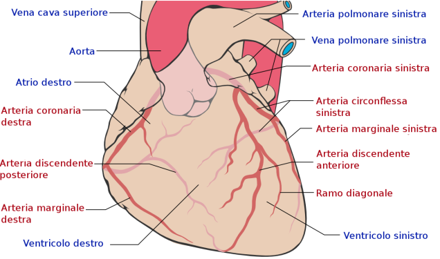 Рис. 4 Артериальное кровоснабжение сердца