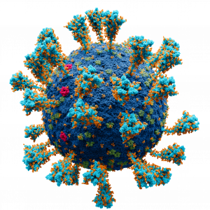 Coronavirus. SARS-CoV-2.png