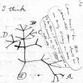 Набросок Чарлза Дарвина 1837 года, его первая схема эволюционного древа