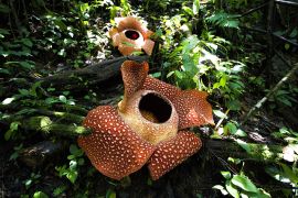 Dua Bunga Rafflesia arnoldii.jpg