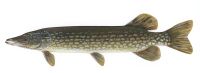 Esox lucius1.jpg