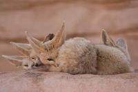 Fennec Fox Peek.jpg