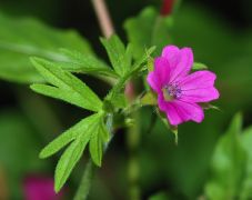 Geranium February 2008-1.jpg