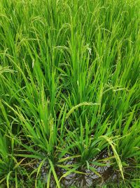 Green Rice.jpg