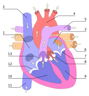Рис. 1 Схема сердца человека