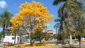 Ipê na Praça de Espigão do Oeste.JPG