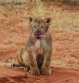 Львёнок, Национальный парк Калахари