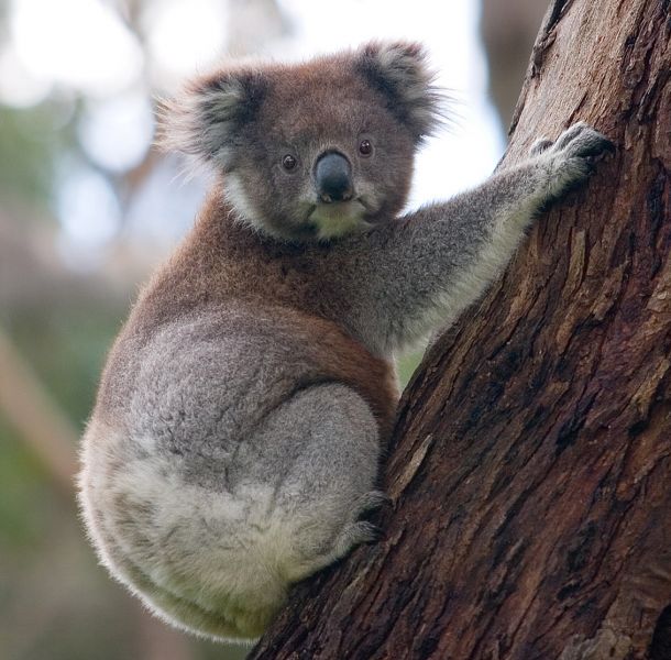 Файл:Koala climbing tree.jpg