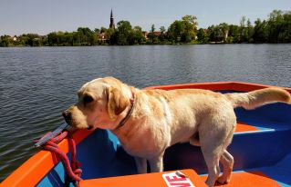 Labrador na łodzi.jpg