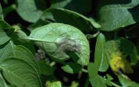 Симптом фитофтороза на листьях картофеля — некроз с налётом спороношения