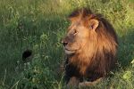 Старый самец льва, Национальный парк Чобе