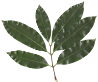 Litchi chinensis leaf.png